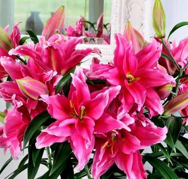 种植百合花的正确方法是什么季节？