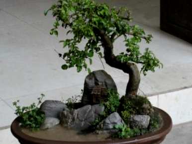 小叶女贞疙瘩根盆景，小叶女贞盆景怎么养？