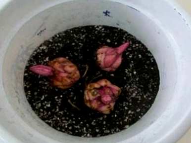 如何种植百合花球，百合花球的种植方法和技巧图