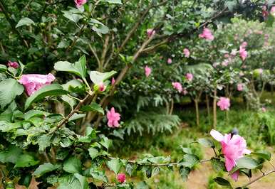 如何培育芙蓉花，如何繁殖芙蓉花