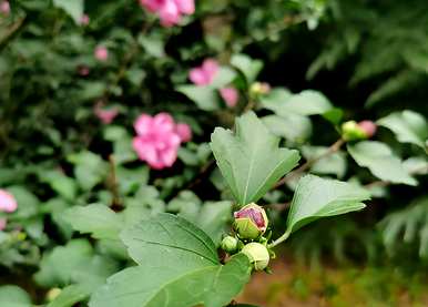 如何培育芙蓉花，如何繁殖芙蓉花