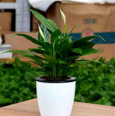 如何养殖白鹤芋头？白鹤芋头的养殖方法