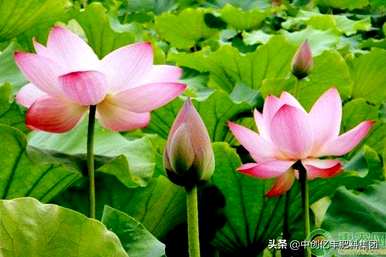 莲花的颜色和花期是什么月？