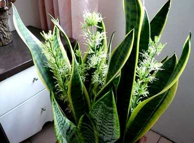 虎尾兰开花的风水作用，虎尾兰开花的寓意和风水