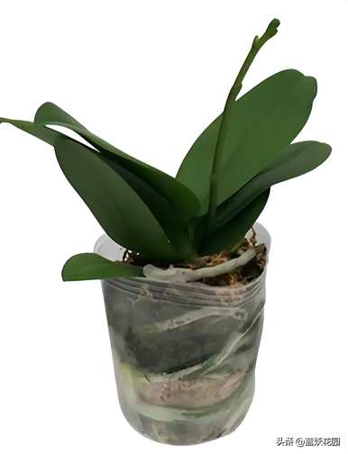 蝴蝶兰花怎么养才能开花？蝴蝶兰花怎么养才能开花？