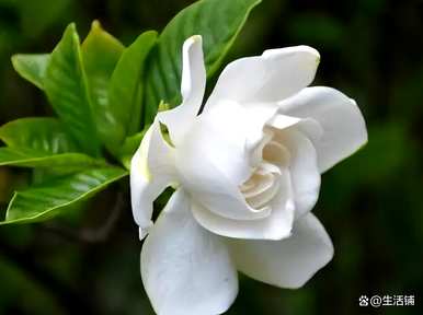 栀子花移盆后几天浇水，栀子花的养殖方法和浇水