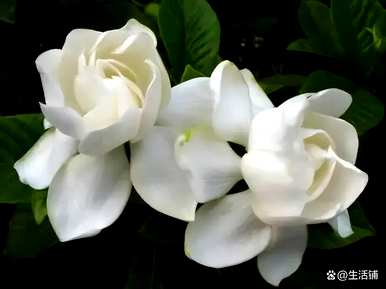 栀子花移盆后几天浇水，栀子花的养殖方法和浇水