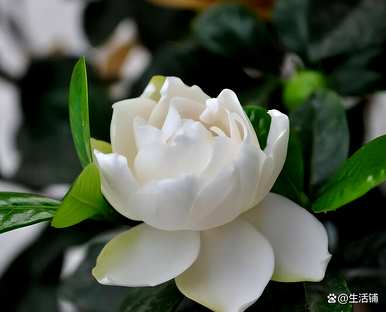 栀子花移盆后几天浇水，栀子花的养殖方法和浇水