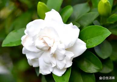 栀子花移盆后几天浇水，栀子花的养殖方法和浇水