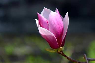 为什么不能在家里种玉兰花？在家里种玉兰花树有什么禁忌？