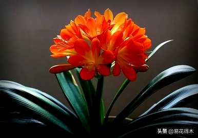 君子兰开花需要几年时间，君子兰开花需要几年时间