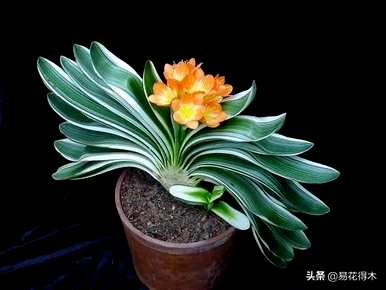 君子兰开花需要几年时间，君子兰开花需要几年时间