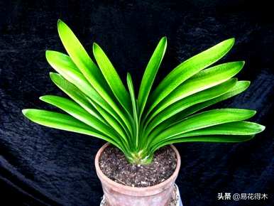 君子兰开花需要几年时间，君子兰开花需要几年时间