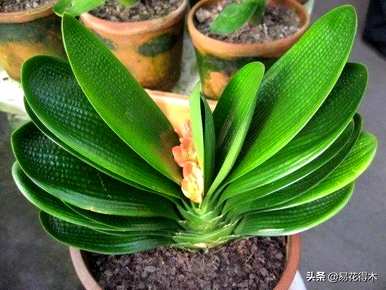 君子兰开花需要几年时间，君子兰开花需要几年时间
