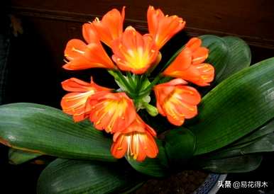 君子兰开花需要几年时间，君子兰开花需要几年时间