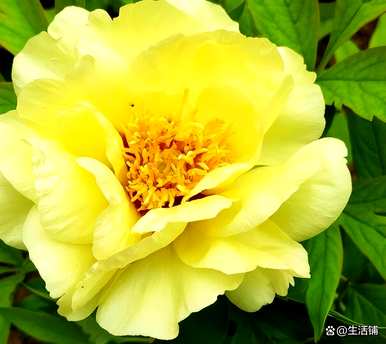 牡丹花几个月开始施肥，牡丹花几个月施肥一次