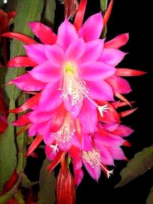 如何让令箭荷花早开花，让箭荷花怎么开花？