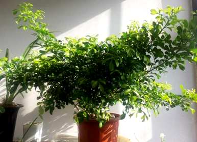 如何培育米兰花，如何培育米兰花