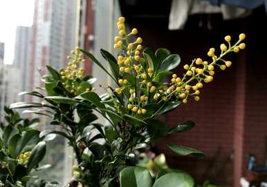 如何培育米兰花，如何培育米兰花
