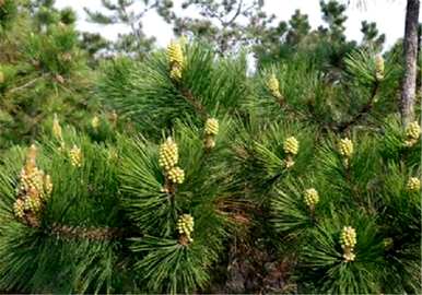 马尾松适合德州种植吗？马尾松树苗的种植方法