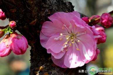 如何种植榆叶梅盆景，树桩盆景美女梅榆叶梅