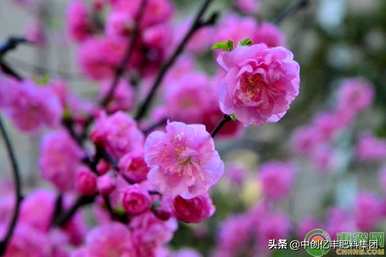 如何种植榆叶梅盆景，树桩盆景美女梅榆叶梅