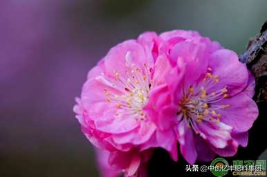 如何种植榆叶梅盆景，树桩盆景美女梅榆叶梅