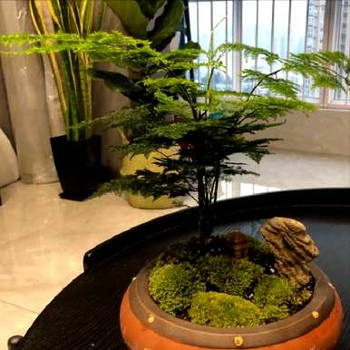 什么是中国珍贵的竹子，什么是最珍贵的竹子？