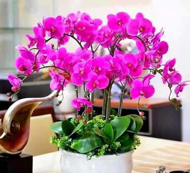 花生壳可以养蝴蝶兰花，蝴蝶兰花怎么养？