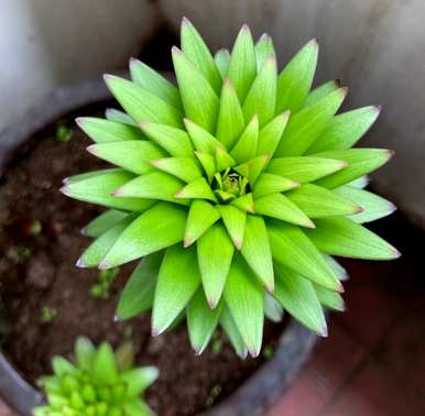 如何种植兰州百合盆栽，如何种植百合盆栽