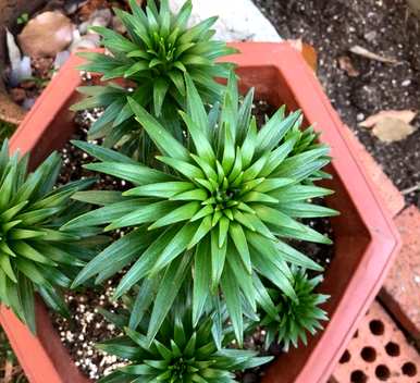 如何种植兰州百合盆栽，如何种植百合盆栽