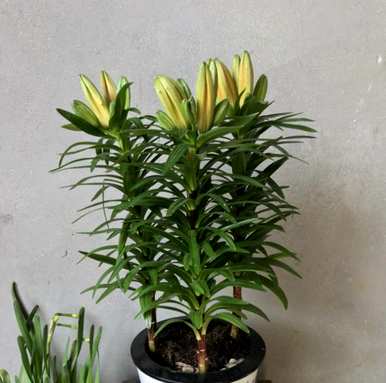 如何种植兰州百合盆栽，如何种植百合盆栽