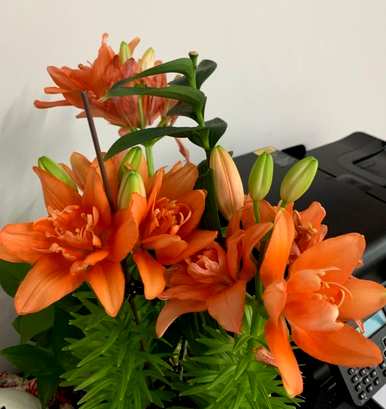 如何种植兰州百合盆栽，如何种植百合盆栽