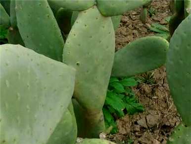 冬天种仙人掌能活吗？如何种植仙人掌？