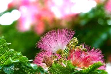 哪种花代表青涩的爱情，哪些花代表爱情？