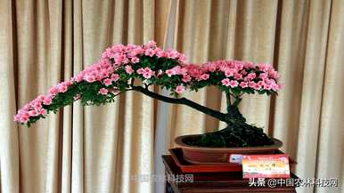 如何盆栽紫色杜鹃花？