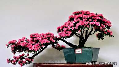 如何盆栽紫色杜鹃花？