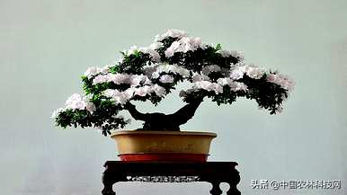 如何盆栽紫色杜鹃花？