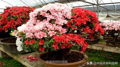 如何盆栽紫色杜鹃花？