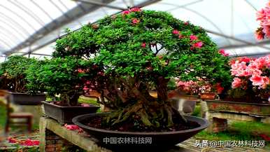 如何盆栽紫色杜鹃花？
