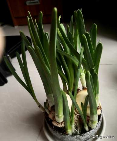 水仙花是什么季节的植物，水仙花是什么季节开放的？