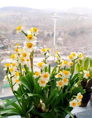 水仙花是什么季节的植物，水仙花是什么季节开放的？