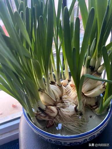 水仙花是什么季节的植物，水仙花是什么季节开放的？