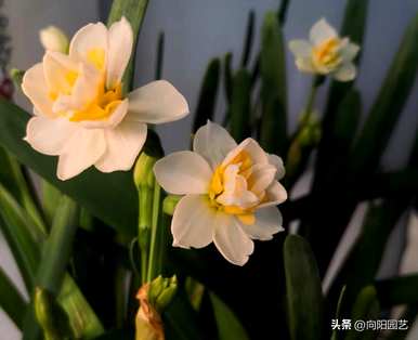 水仙花是什么季节的植物，水仙花是什么季节开放的？