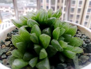 姬玉露能砍头繁殖吗？姬玉露怎么繁殖？