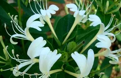 金银花如何种植技术，金银花种植技术视频