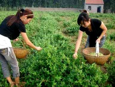 金银花如何种植技术，金银花种植技术视频