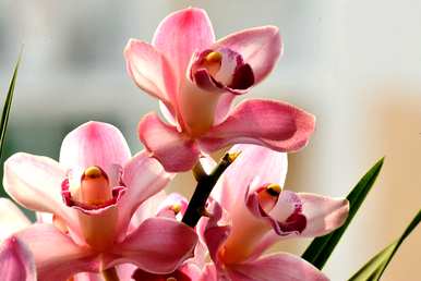 兰花怎么养才能开花？兰花不开花怎么办？