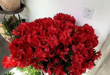 如何养殖杜鹃花，如何养殖各种杜鹃花