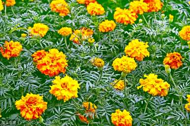 孔雀草花期多长，孔雀草花期多少天？
